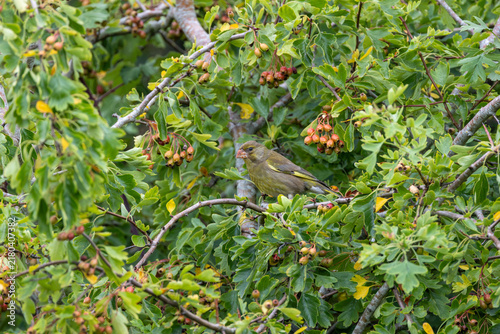 Photography Juvenile Greenfinch in Hawthorn