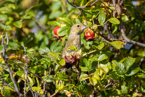 Foto Juvenile Greenfinch Feeding on a Rose Hip
