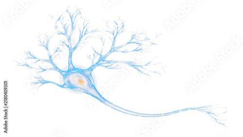 Fotografie Human neuron cell structure