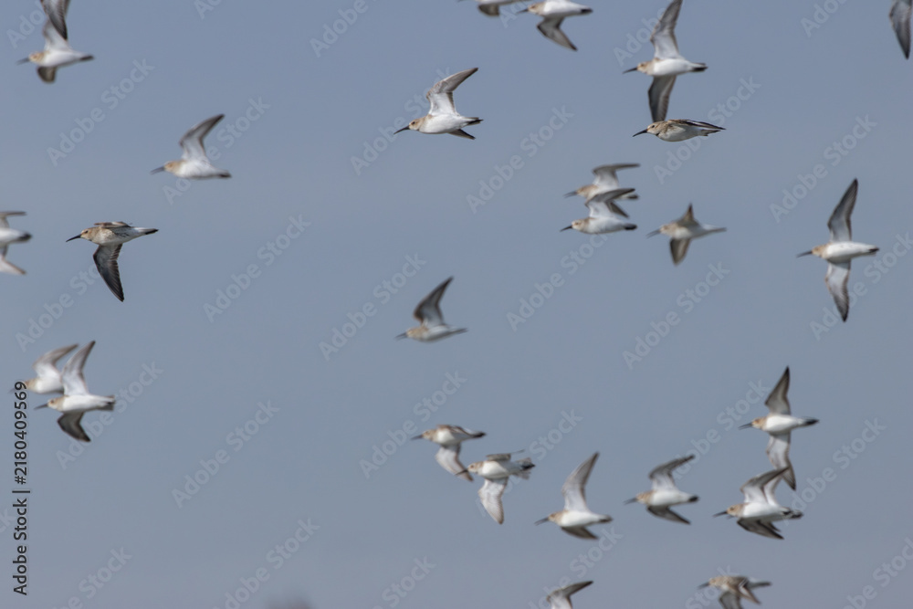 Fototapeta premium Flock of Dunlin in Flight