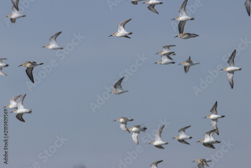 Sticker Flock of Dunlin in Flight