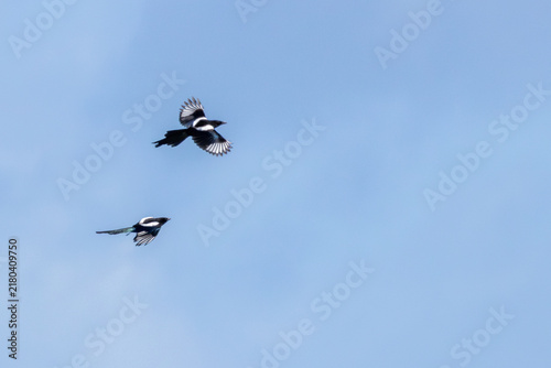 Photography Magpies in Flight