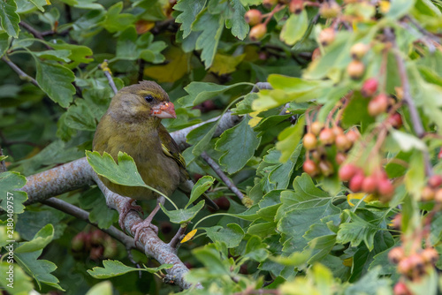 Photography Juvenile Greenfinch in Hawthorn Berries