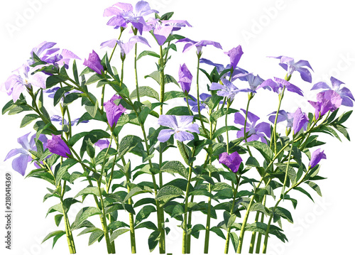 Plants PNG, Bushes PNG, Shrubs PNG, Greenery PNG, Tropical Plants, Garden Plants, Landscape Plants, Ornamental Plants, Decorative Plants, Outdoor Plants, Indoor Plants, Foliage PNG, Leafy Plants