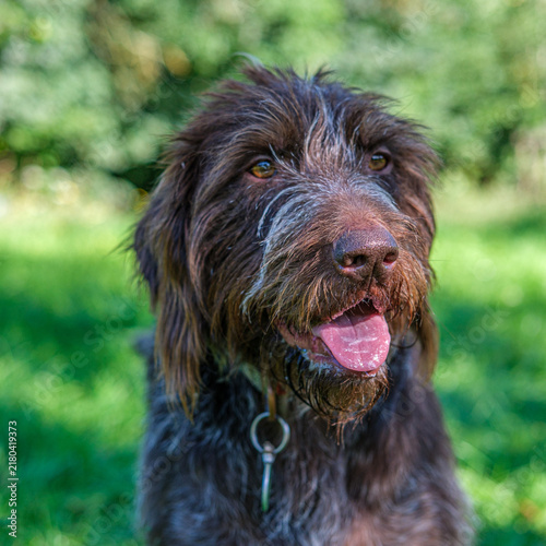 Chien