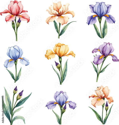 Pastel watercolor iris flowers collection with multiple colors and delicate botanical illustration.