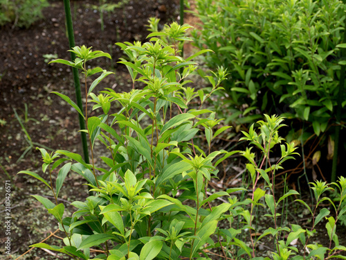 薬用植物 オケラ