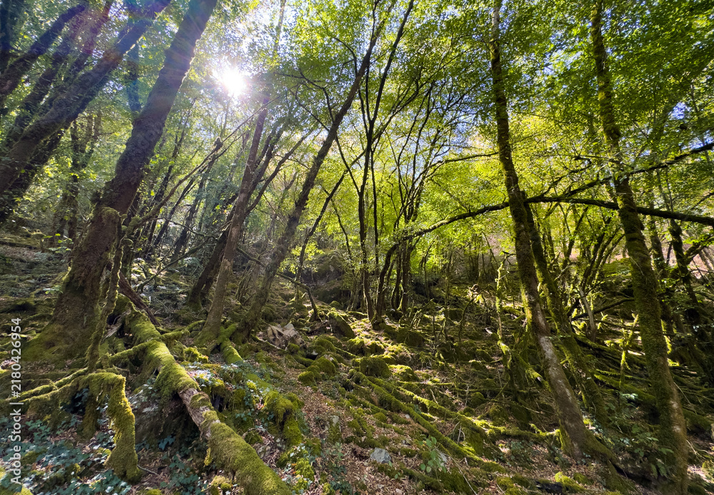 Fototapeta premium beautiful mountain forest landscape, Gorges de l Auvezere