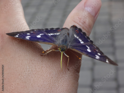 Bild auf Leinwand The lesser purple emperor butterfly (Apatura ilia), male drinking sweat from a h