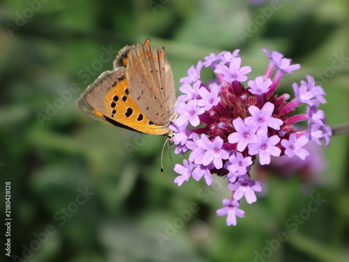 Foto Small copper butterfly (Lycaena phlaeas) feeding on pink verbena flowers