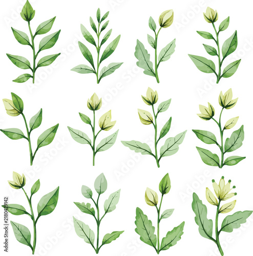 Assorted watercolor sprigs and stems of green foliage in botanical illustration.