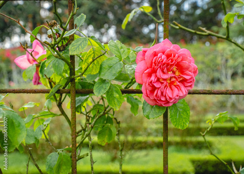Фотография Pink rose blooming on a leafy branch, with layered petals and green foliage in a garden setting