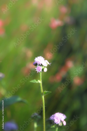夏の花