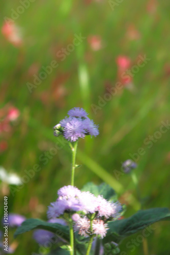 夏の花