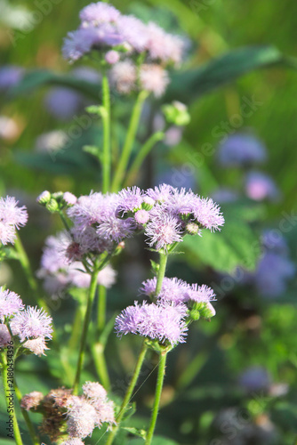 夏の花
