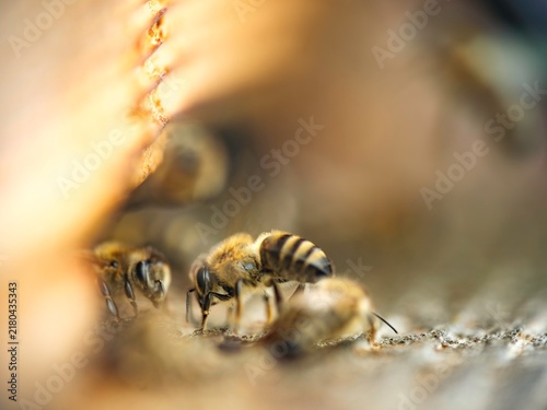 Canvas Print Honeybees lingering at hive entrances during collapse reveal an urgent ecologica