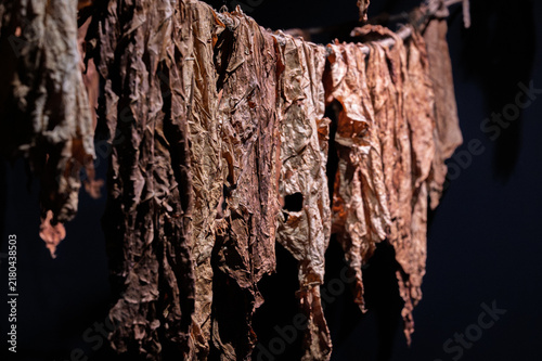 Dried tobacco leaves hanging and curing on lines inside a dark barn for traditional cigar production.