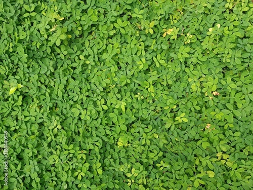 Cuadro en lienzo Tiny leaves plant, lush green foliage covers the ground densely.