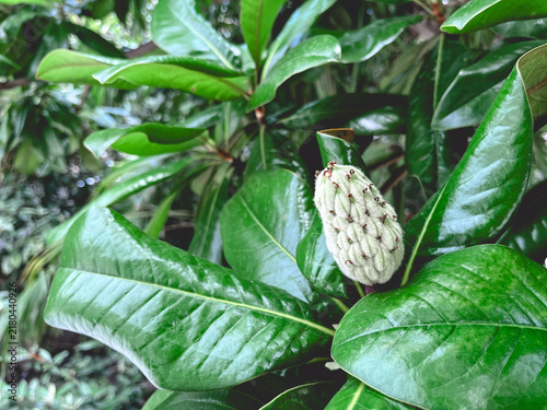 Magnolia seed pod surrounded by glossy green leaves