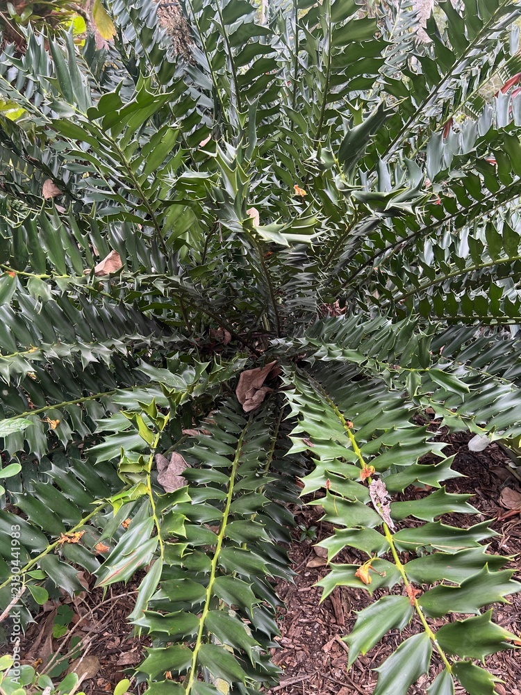 Fototapeta premium Dense Green Spiny Foliage with Geometric Leaf Pattern