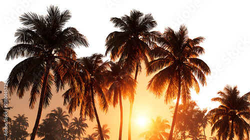 Tropical Palm Tree Silhouette Against a Vibrant Sunset Sky Over the Beach Ocean Ocean Landscape