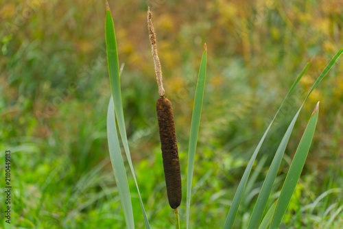Foto Close-up of Typha latifolia L
