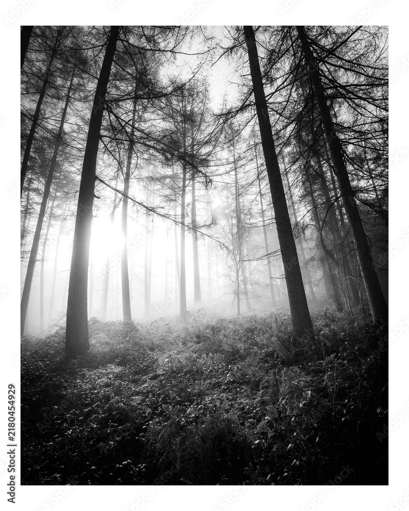 Obraz premium Moody aesthetic misty woods art print poster, monotone nature wall decor