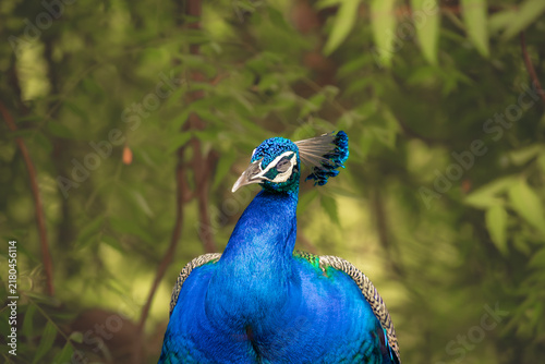 Cuadro en lienzo Male Indian Peafowl Portrait with Iridescent Blue Plumage and Crest