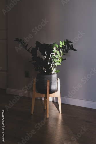Potted Zamioculcas ZZ plant on wooden stand with glossy green leaves illuminated by sunlight, dramatic shadows and warm natural light across dark wooden floor