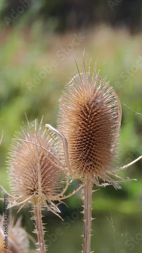 Two dry wild teasel seed pods glistening in sunlight outdoors against a soft green natural bokeh background, featuring intricate spiky seed heads, botanical texture, and spiderwebs.