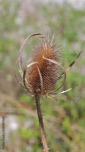 Dry prickly teasel seed head close-up standing in a field on a bright sunny day, displaying detailed spiky needles and natural brown tones of a dried plant in summer nature scene.
