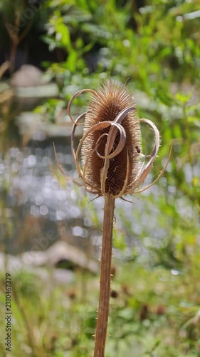 Close up view of a dry teasel plant head in a sunny meadow featuring spiky textures, brown seed pod, and curved dried leaves standing against a blurred bokeh background.