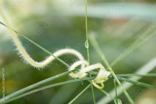Bild auf Leinwand Grape tendril