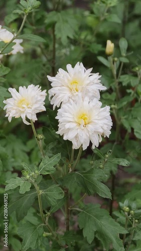 Close-up of white chrysanthemum flowers blooming in a vibrant green garden, featuring soft layered petals and bright yellow centers gently swaying in a light outdoor breeze.