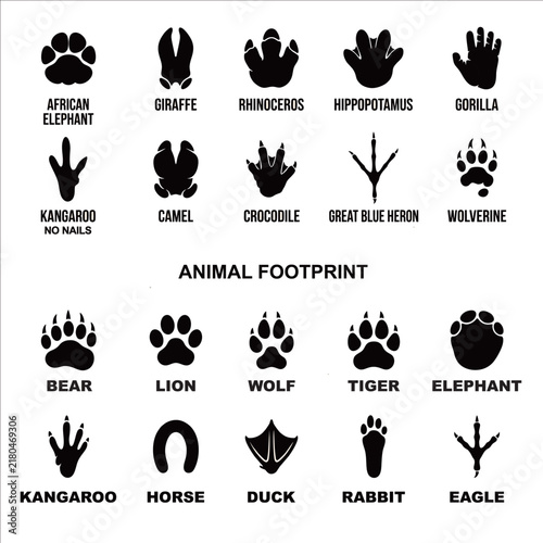 ANIMAL FOOTPRINT