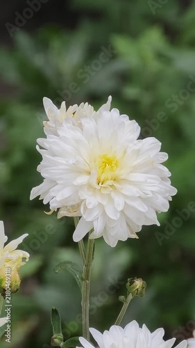 Close-up video of a blooming white chrysanthemum flower with a yellow center softly moving in the wind against a blurred green garden background on a bright sunny day outdoor.