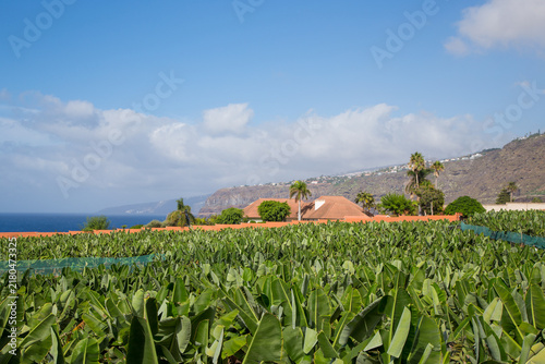 Paesaggio con bananeto, cascina, collina e mare