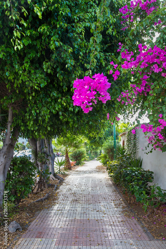 Sentiero urbano tra alberi e fiori rosa
