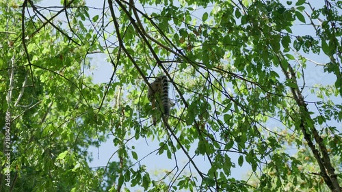 A lemur is sitting on a tree branch view from below