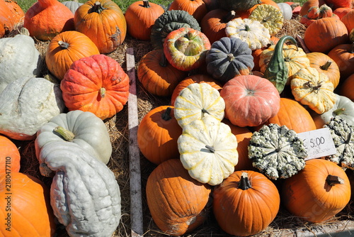 Colorful Assortment of Pumpkins and Gourds at a Farm