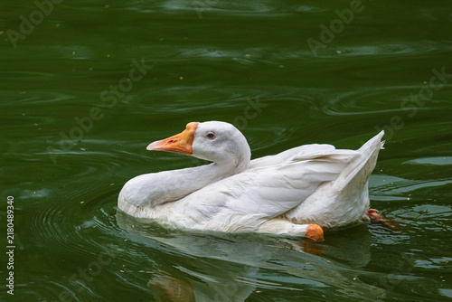 Foto White Domestic Goose Swimming Gracefully on Calm Green Pond Water