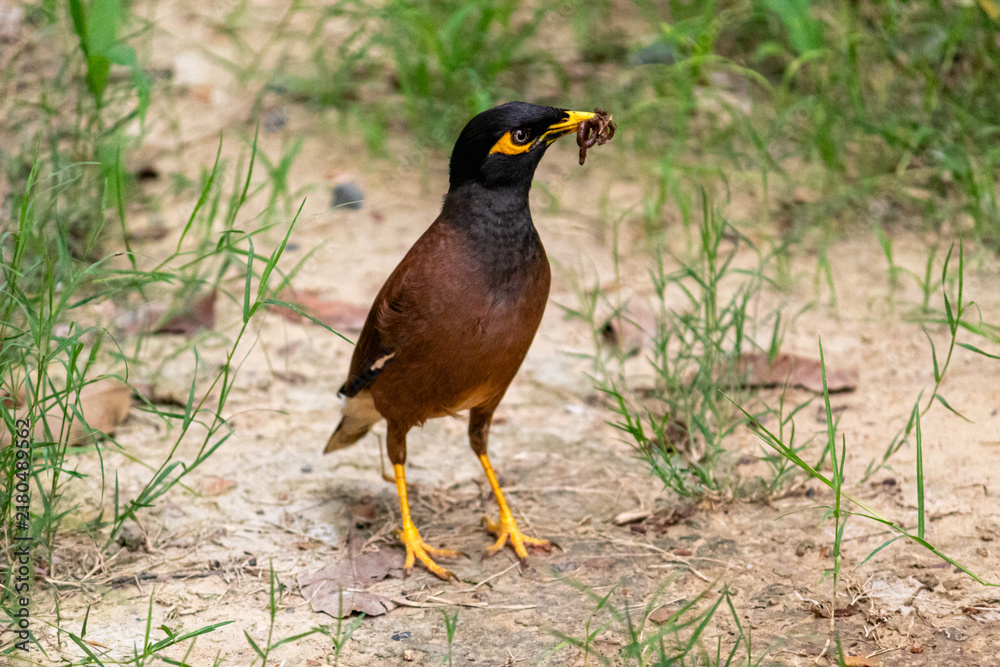 Fototapeta premium A Common Myna (Acridotheres tristis) standing alertly on the ground while holding an insect or earthworm in its beak