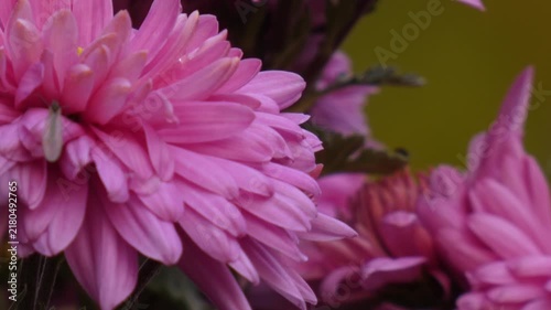 Pink chrysanthemum (Chrysanthemum) flower heads with petal anatomy details, camera tilt, close up, soft light, detailed atmosphere. Intricacy and Purity.