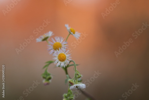 Bild auf Leinwand fiori di erigeron in inverno al tramonto in un campo