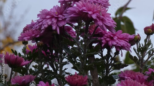 Pink chrysanthemum (Chrysanthemum) bush blooming against sky as a metaphor for resilience, camera tilt, medium shot, low key. Resilience and Preservation.