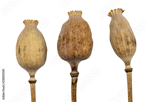Bild auf Leinwand Three dried poppy seed pods on stems isolated on transparent background