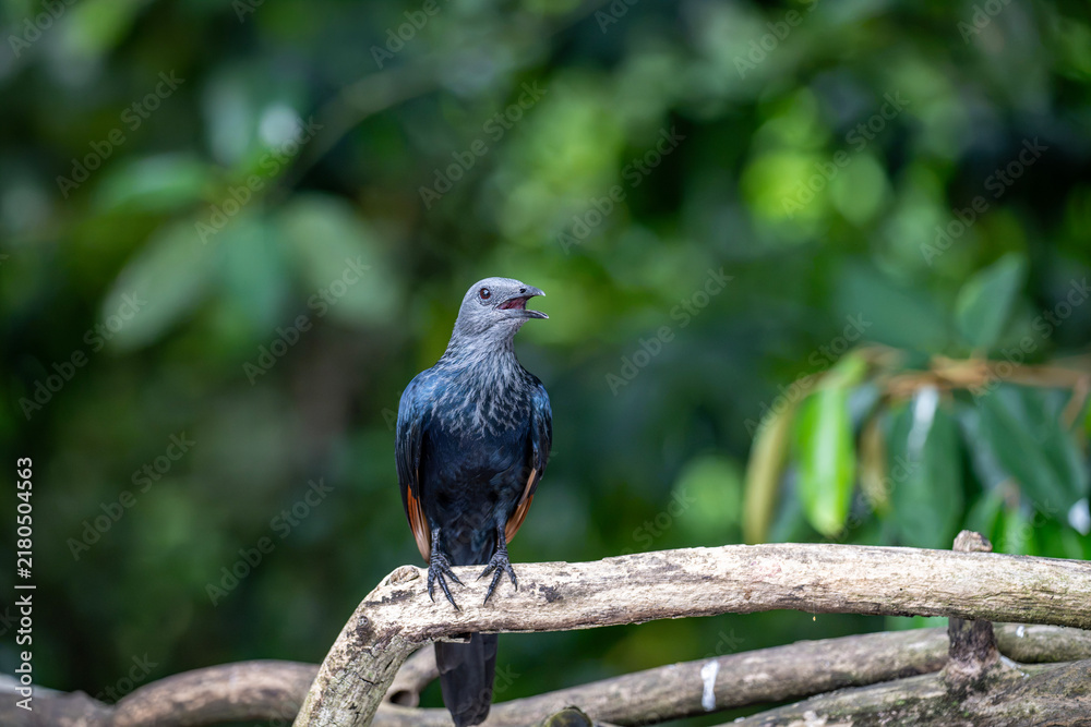 Obraz premium Female red-winged starling (Onychognathus morio) in private garden, Uniondale, Western Cape