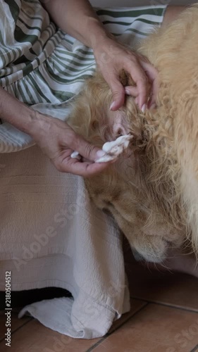 Vertical shot of a female owner gently cleaning earwax from her golden retriever's ear using a cotton pad. Close up concept of domestic pet care, hygiene routine, veterinary health, and bonding. Profe