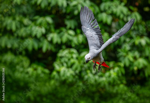 Jako or African Grey Parrot (Psittacus erithacus) in flight.