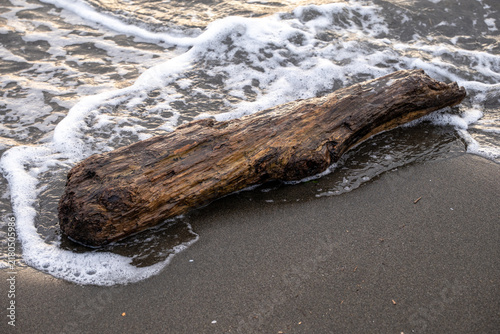 Obraz na płótnie Driftwood log washing ashore on sandy beach